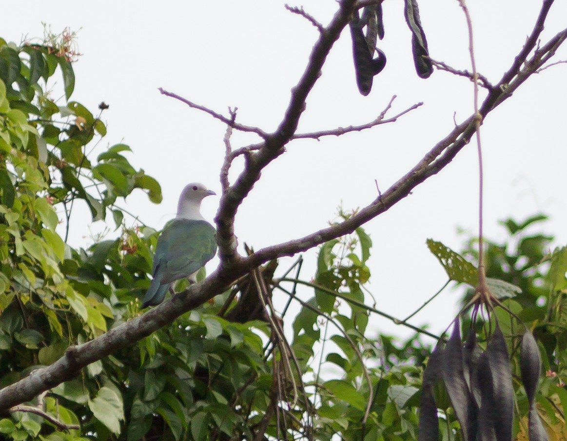 Green Imperial-Pigeon - ML223974351