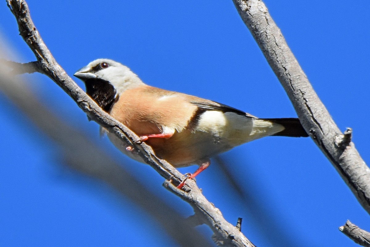 Black-throated Finch - Peter & Shelly Watts
