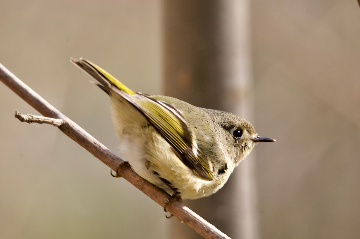 Ruby-crowned Kinglet - Anthony Coughlin