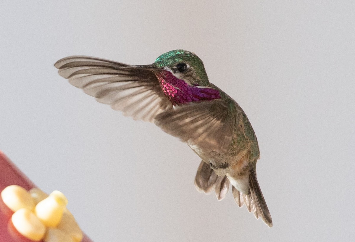 Calliope Hummingbird - ML223976011