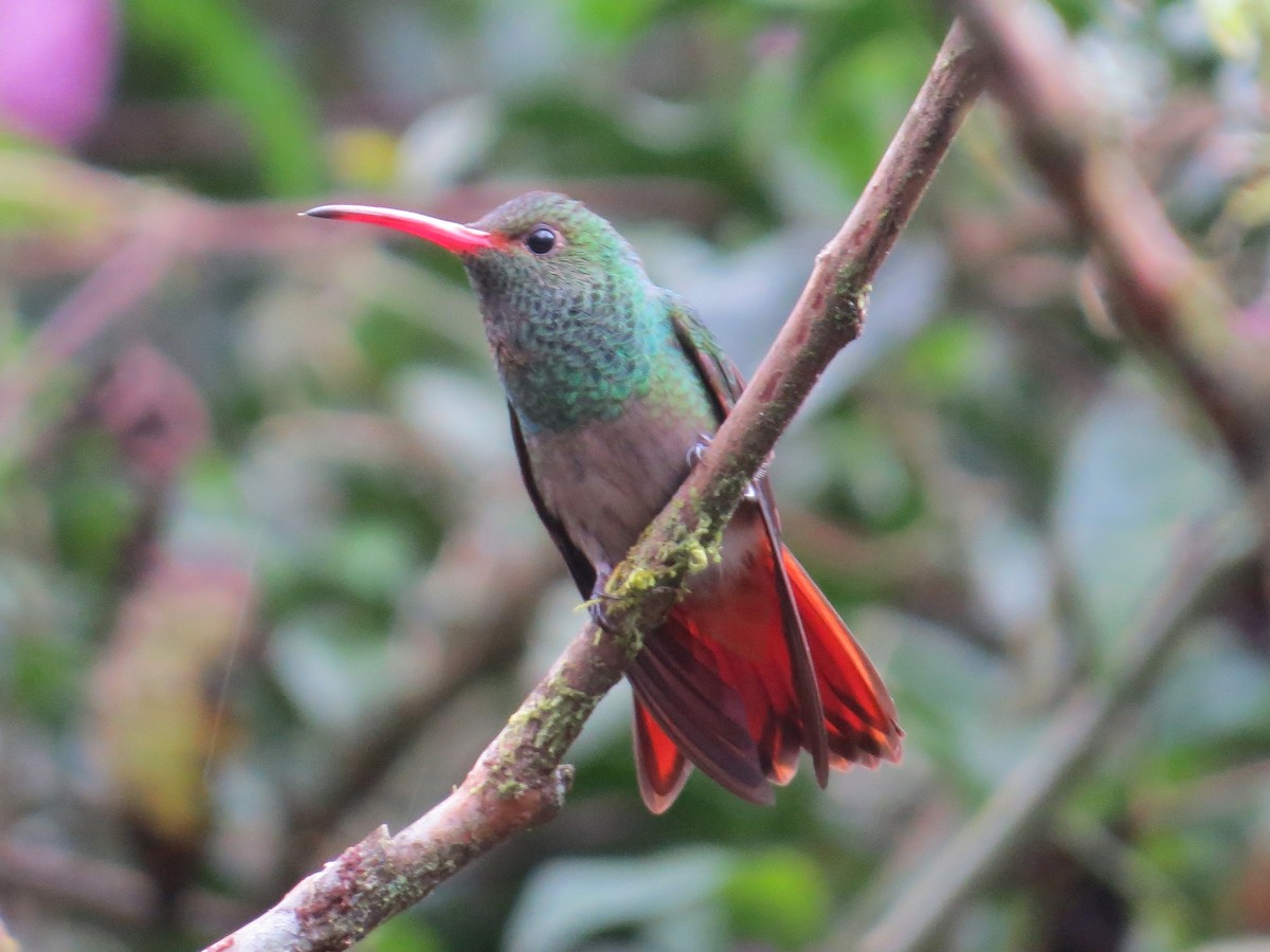 Rufous-tailed Hummingbird - ML223977401