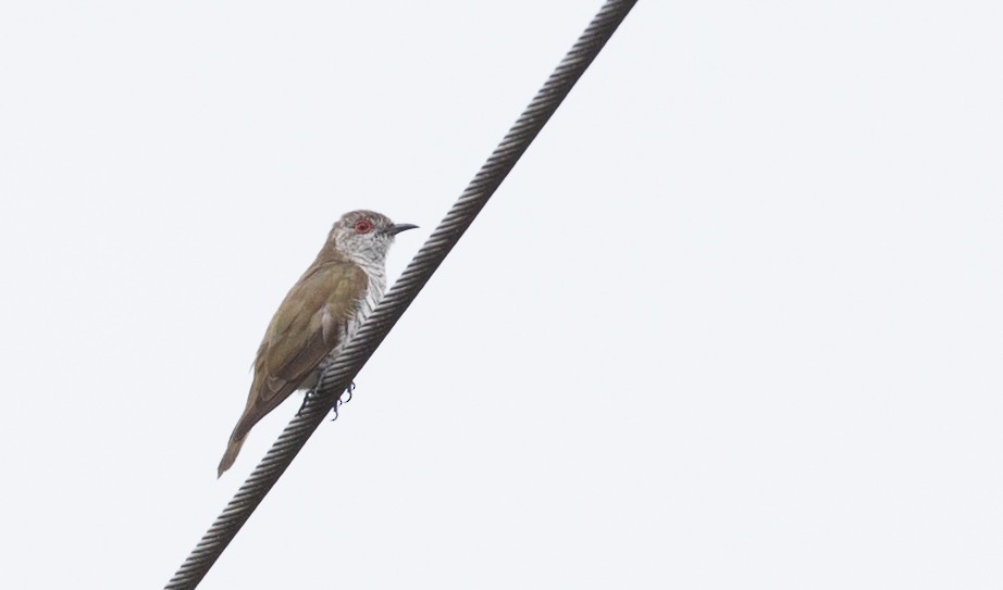 Little Bronze-Cuckoo (Gould's) - ML223983011