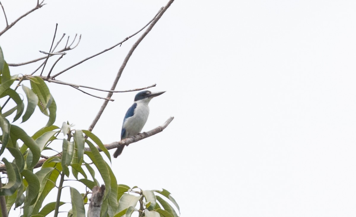 Collared Kingfisher (Collared) - ML223983291