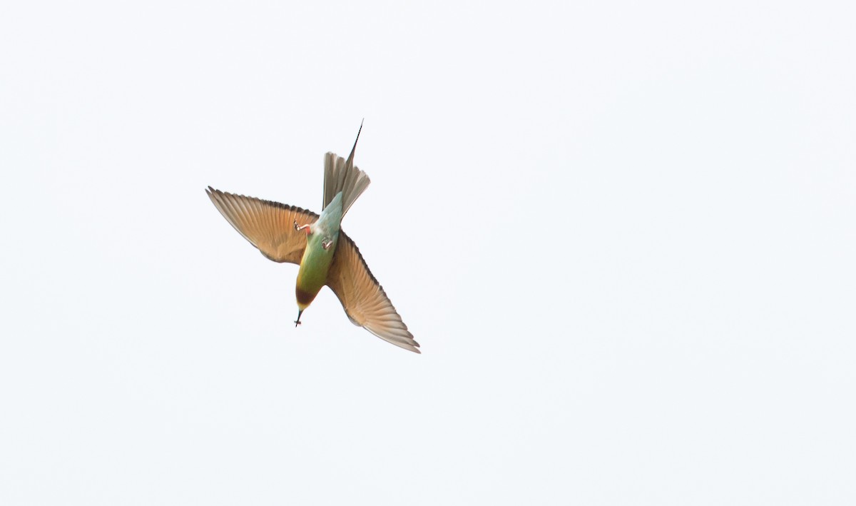 Blue-tailed Bee-eater - Ian Davies