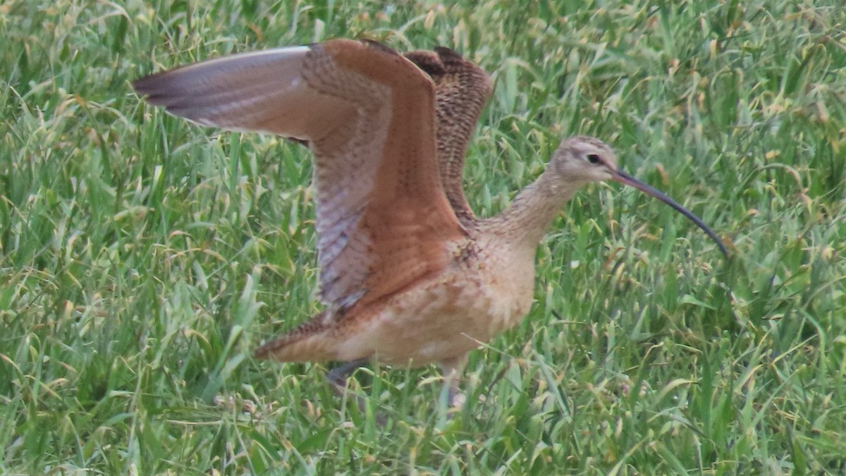 Long-billed Curlew - ML223986331