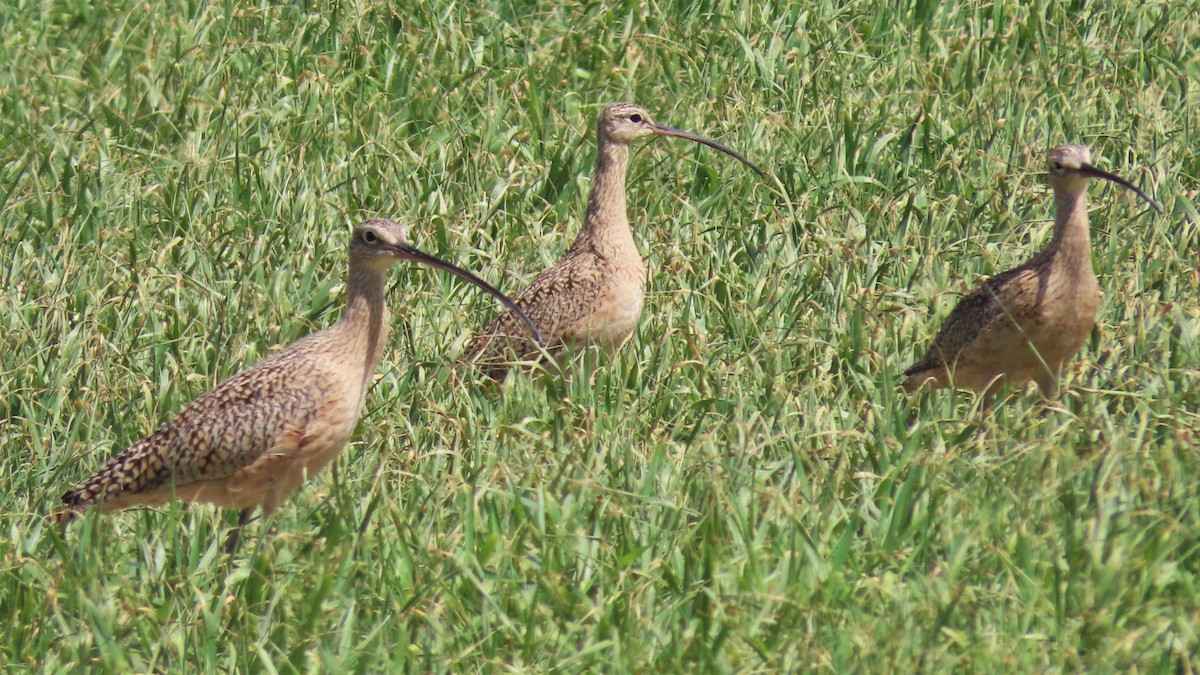 Long-billed Curlew - ML223986421