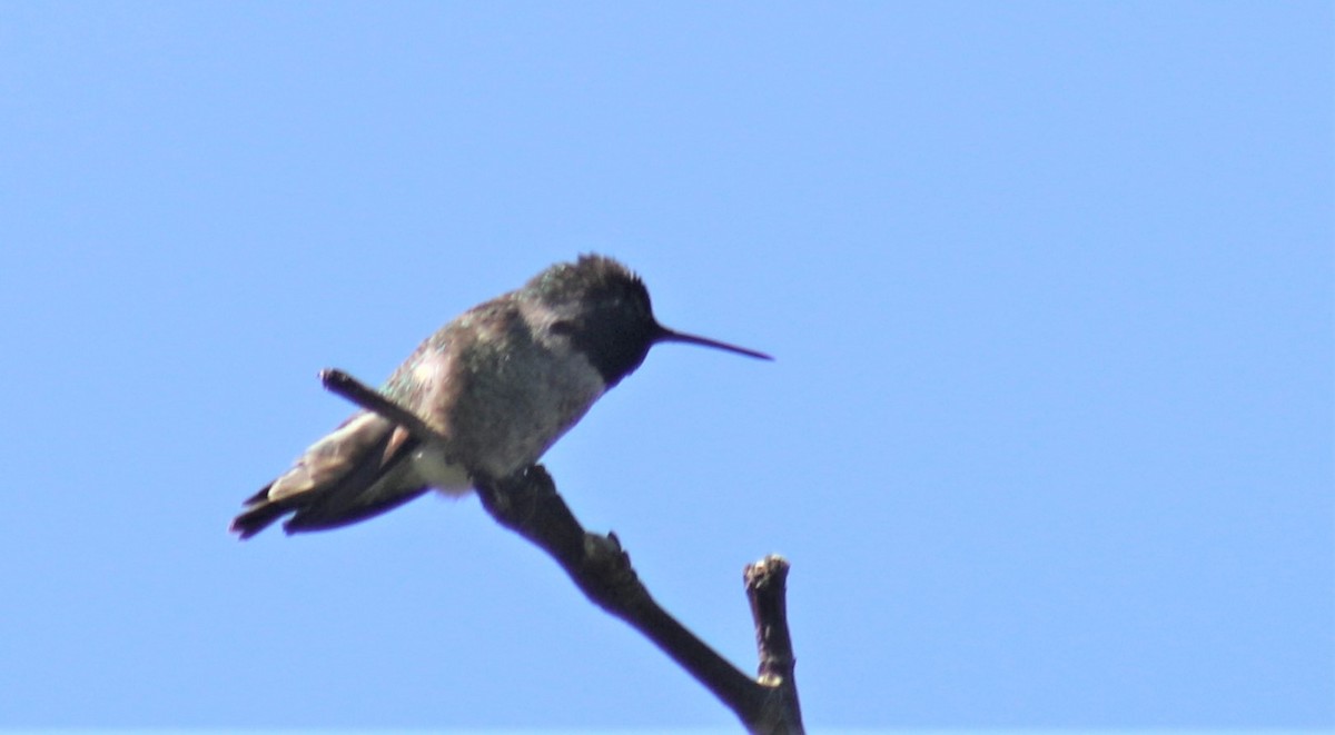 Anna's Hummingbird - Jon. Anderson