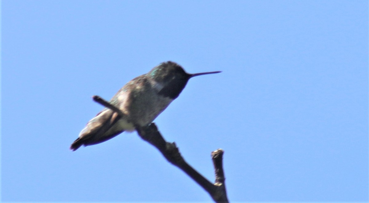 Anna's Hummingbird - Jon. Anderson