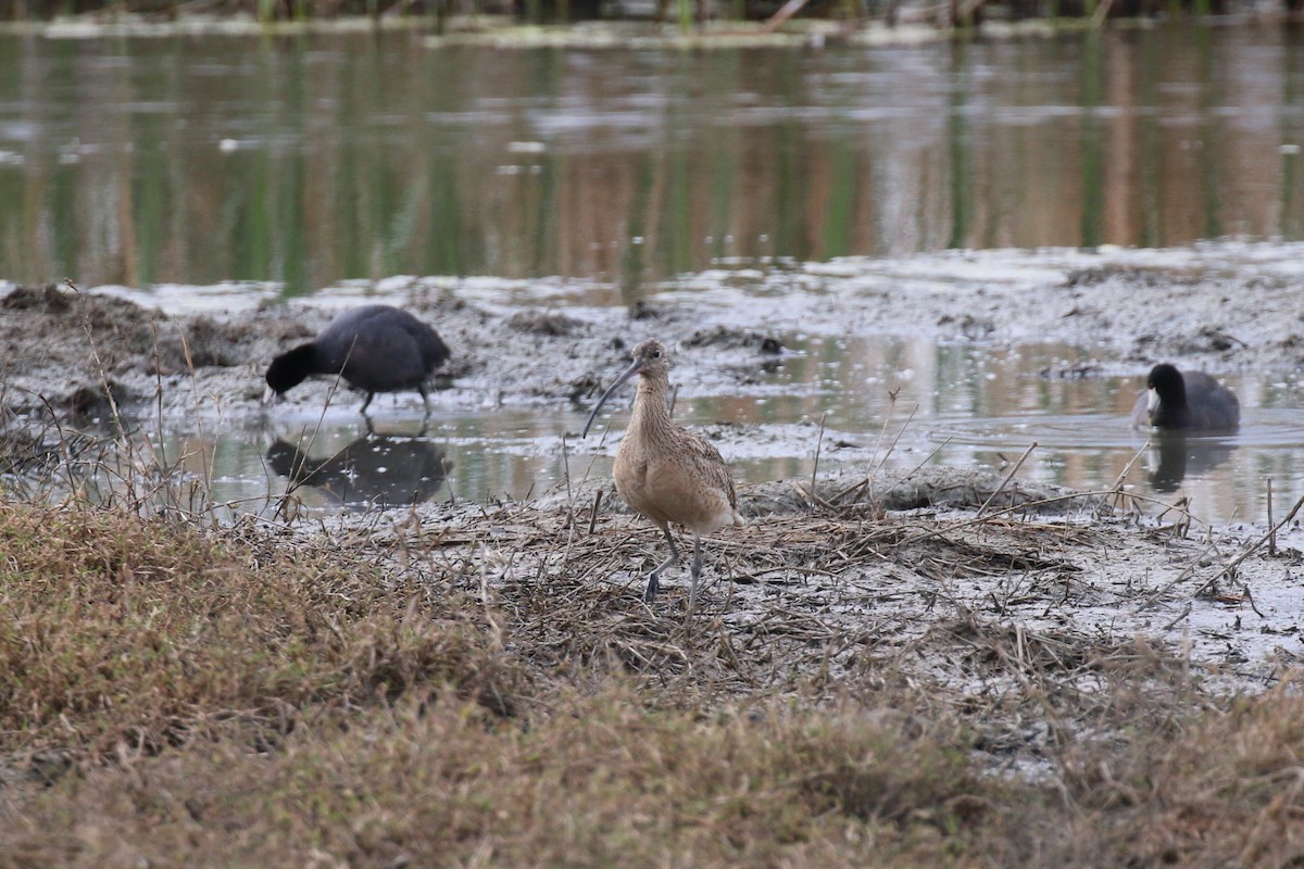 Long-billed Curlew - ML223989011