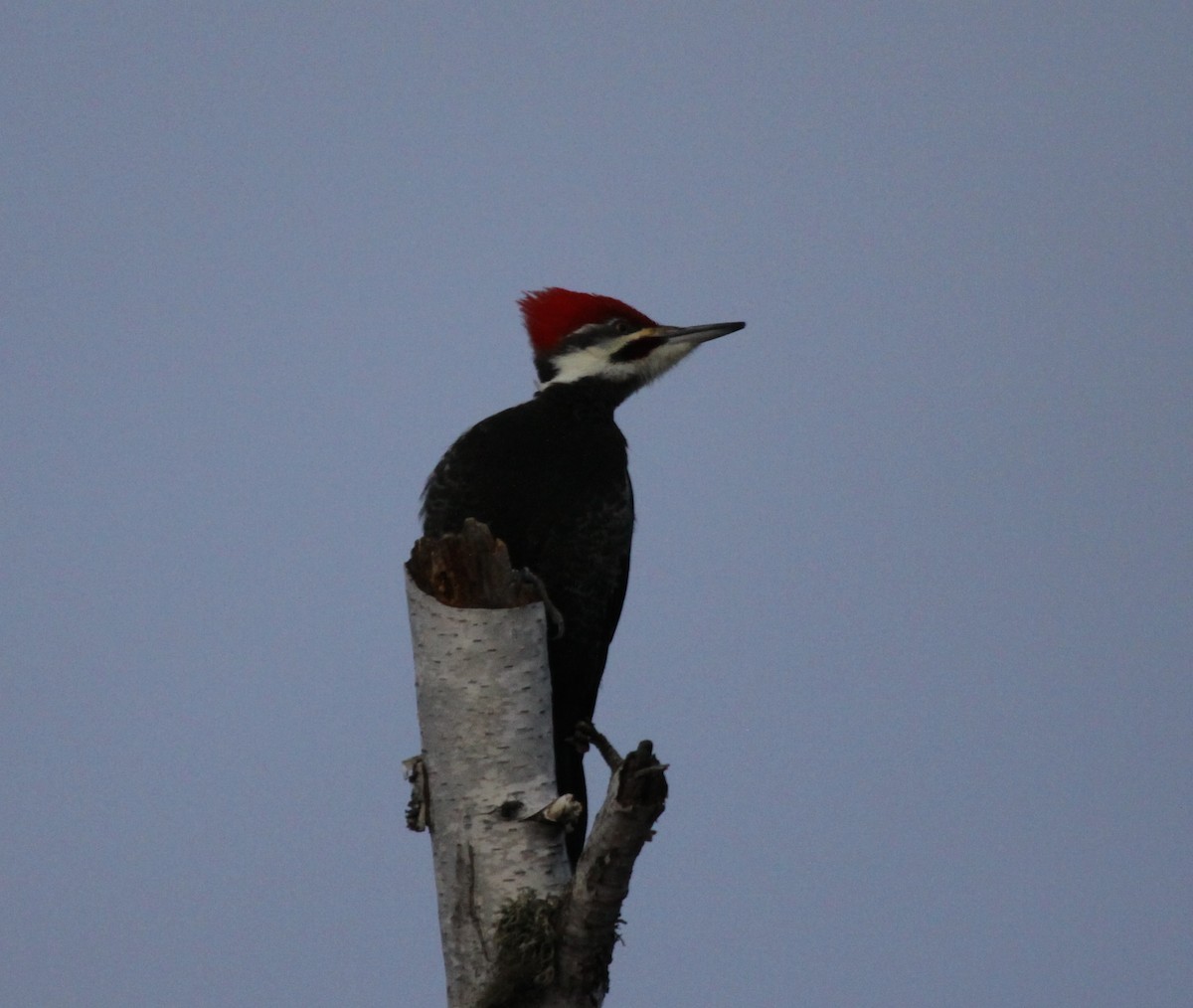 Pileated Woodpecker - Carol Ortenzio