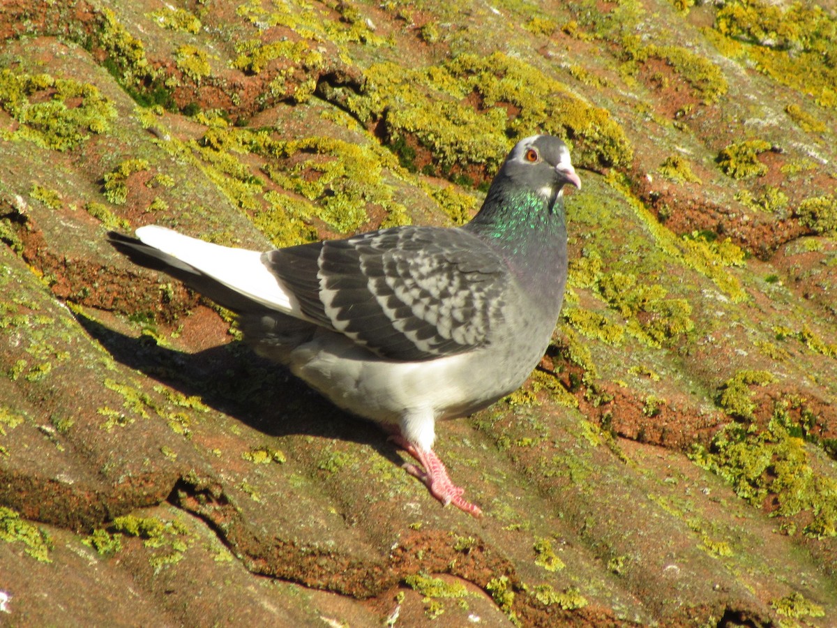 Rock Pigeon (Feral Pigeon) - ML22399171