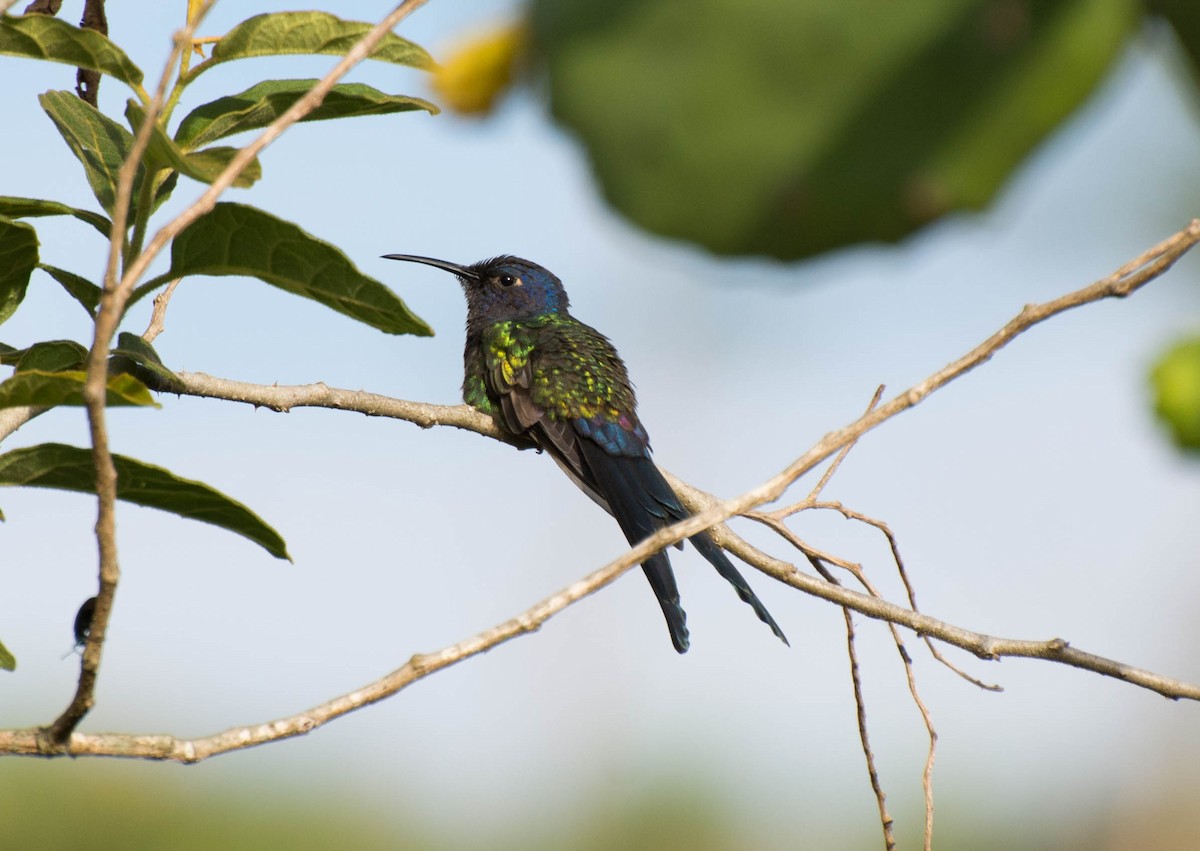 Swallow-tailed Hummingbird - ML223991961