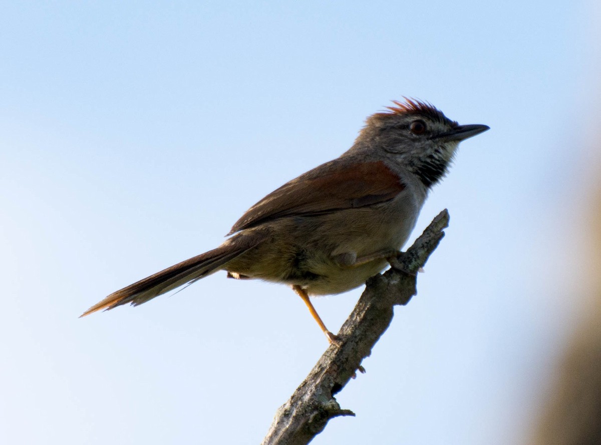 Pale-breasted Spinetail - ML223992221