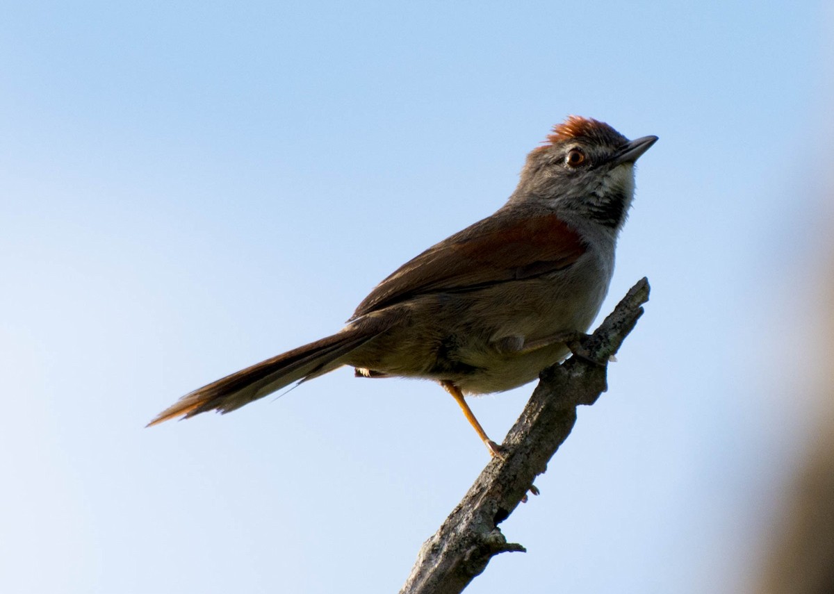 Pale-breasted Spinetail - ML223992431
