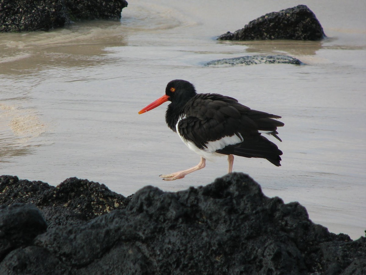 American Oystercatcher - Andy Frank