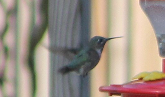 Calliope Hummingbird - ML223992781