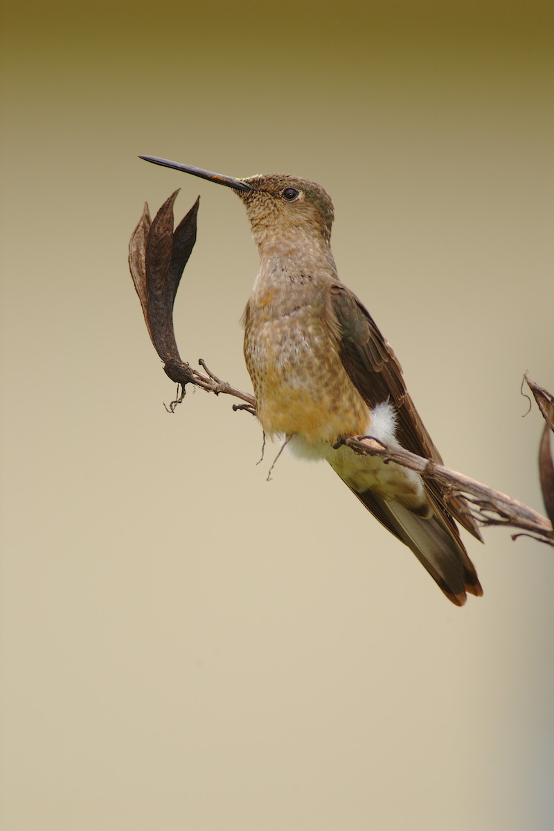 Giant Hummingbird - Etienne Artigau🦩