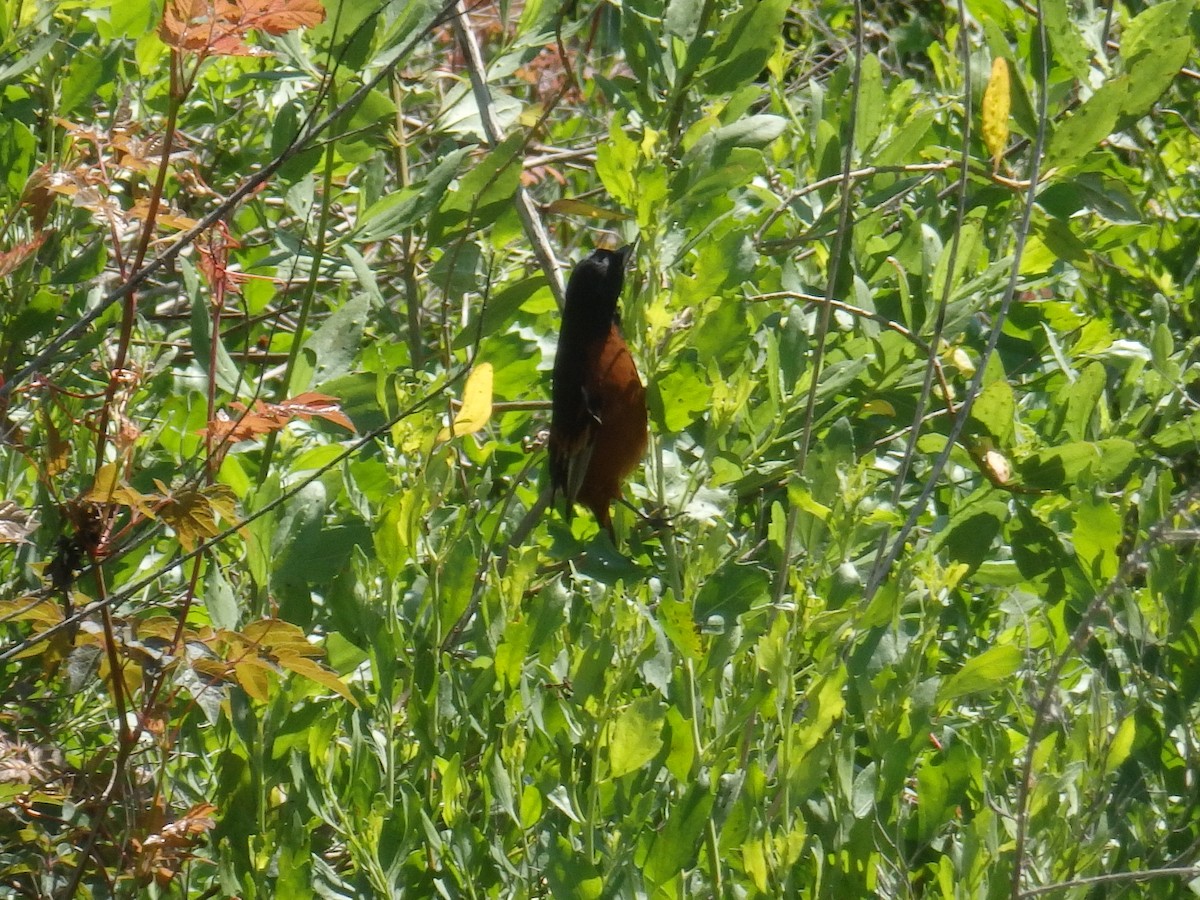 Orchard Oriole - ML223995451