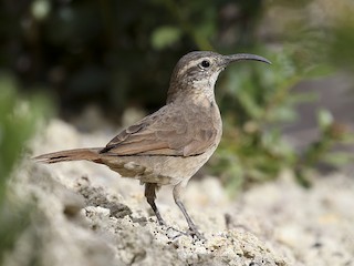  - White-throated Earthcreeper