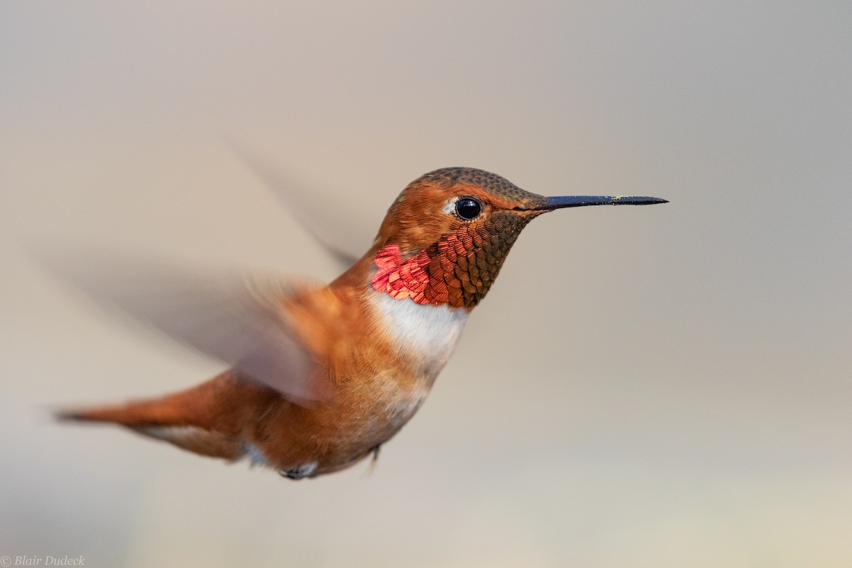 Rufous Hummingbird - Blair Dudeck