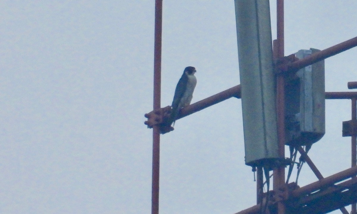 Peregrine Falcon - grete pasch