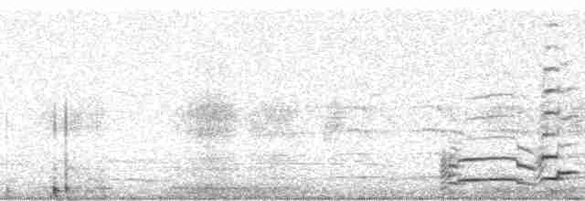 gråmåke (smithsonianus) (amerikagråmåke) - ML22400