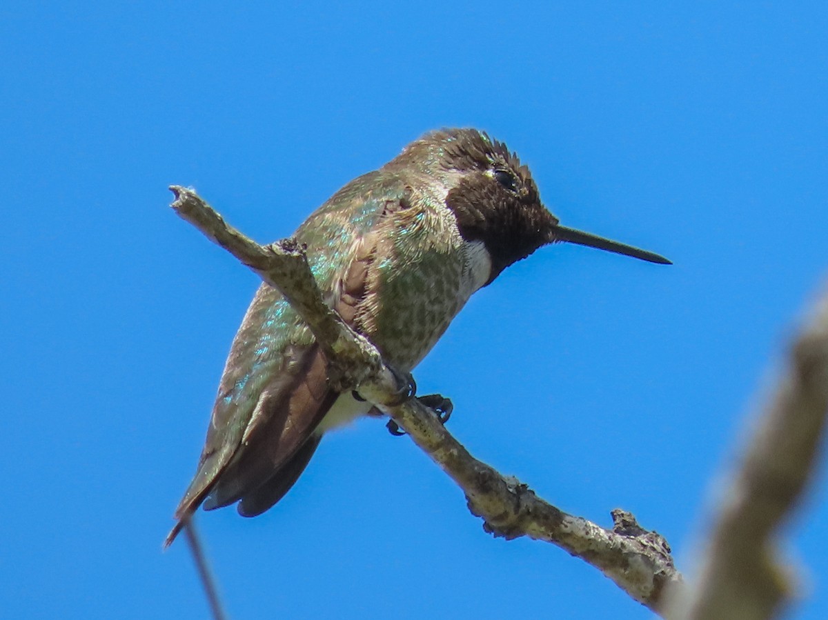 Anna's Hummingbird - ML224002501