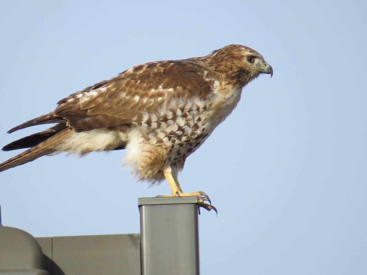 Red-tailed Hawk - ML224003421
