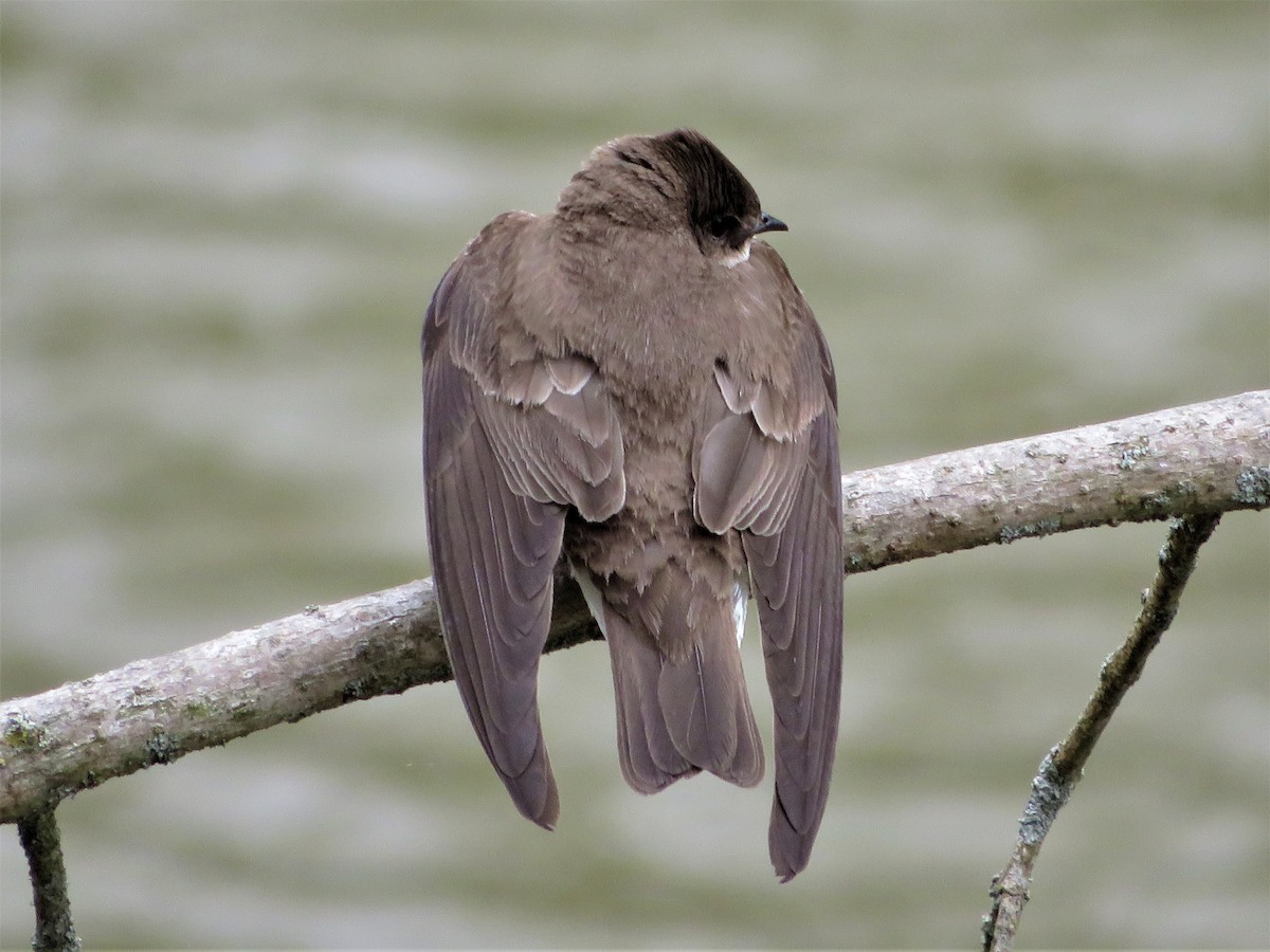 Northern Rough-winged Swallow - Steve Wheeler