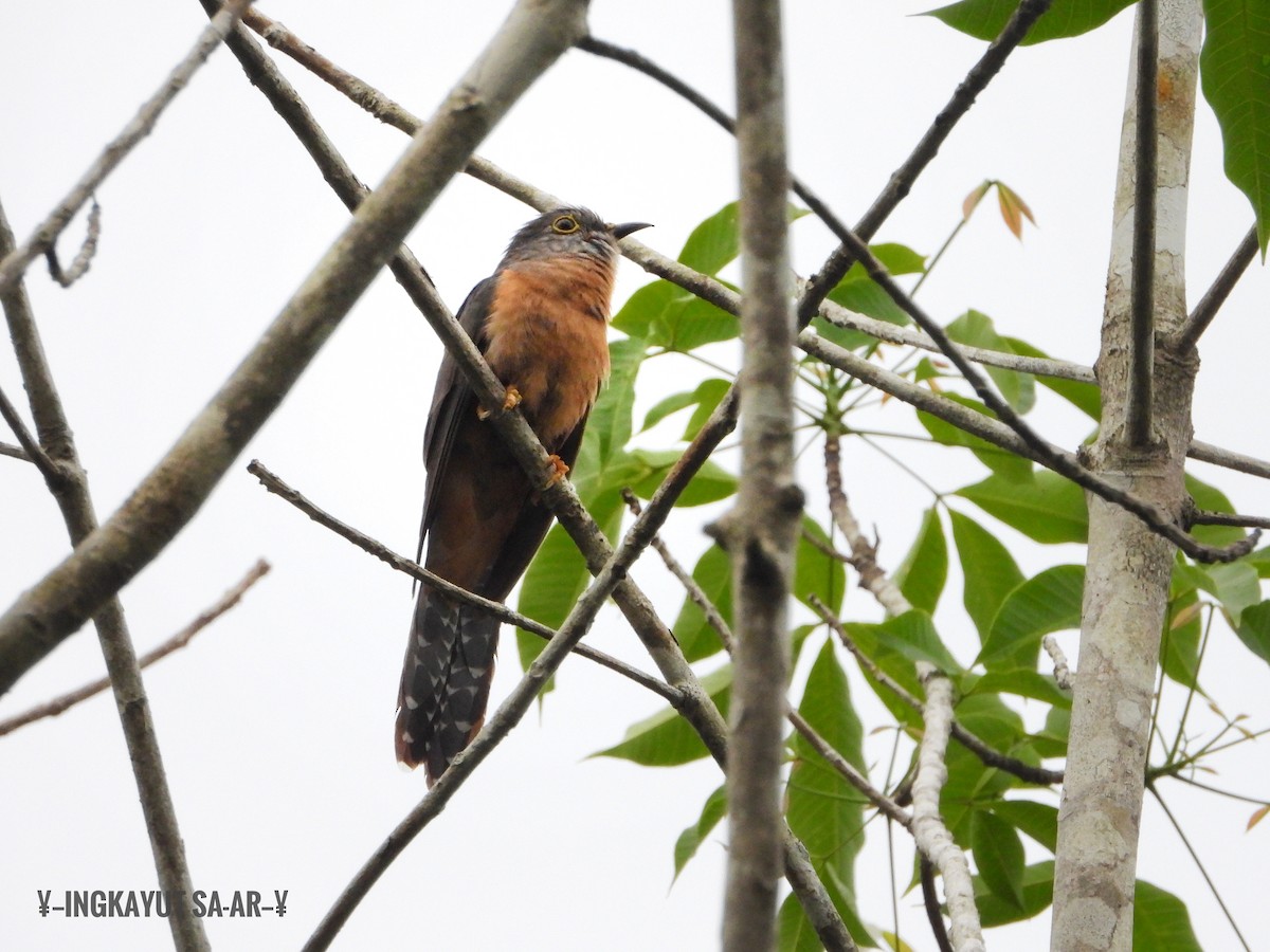 Brush Cuckoo (Sunda) - Ingkayut Sa-ar