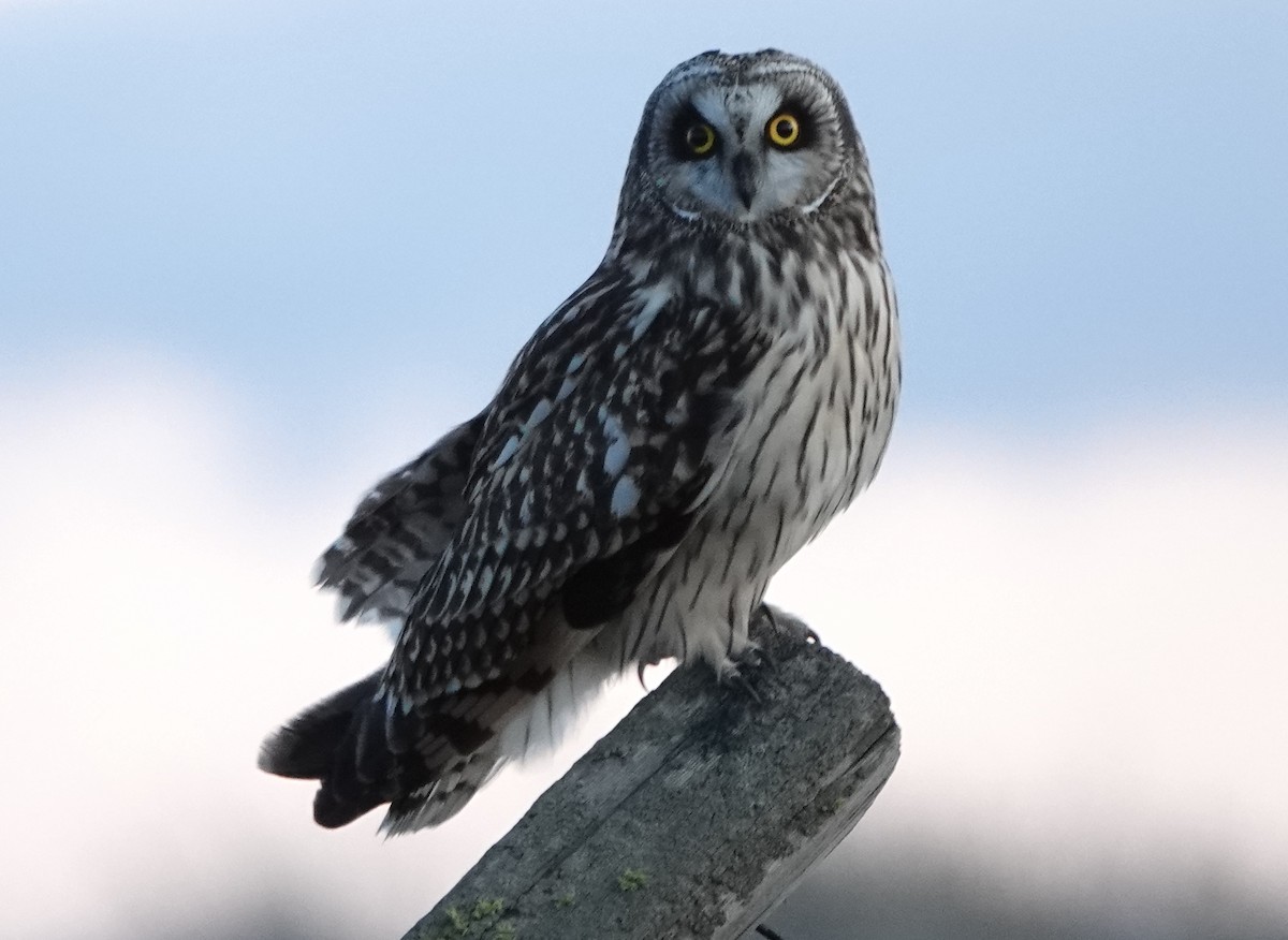 Short-eared Owl - Jack Maynard