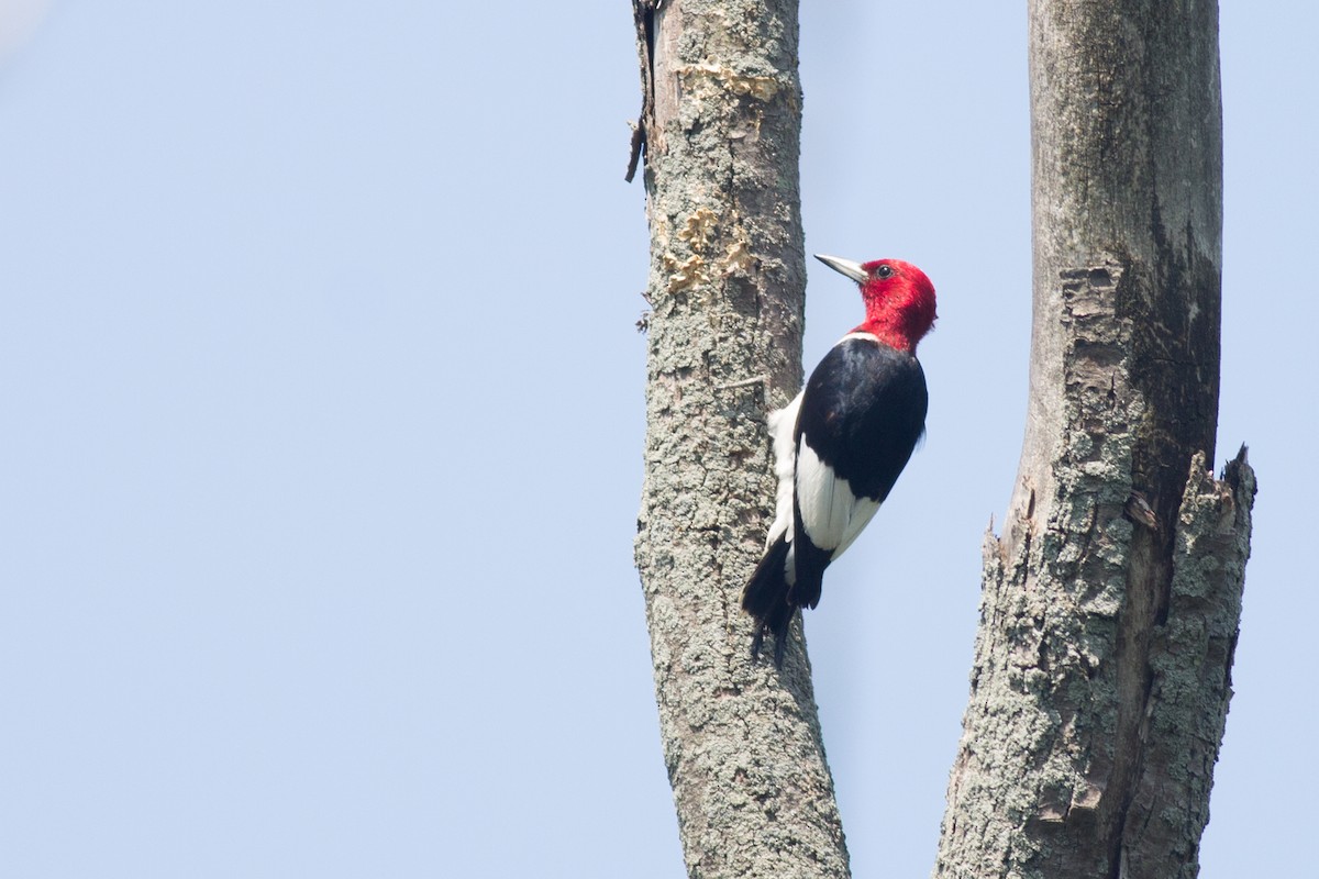 Red-headed Woodpecker - ML224010001