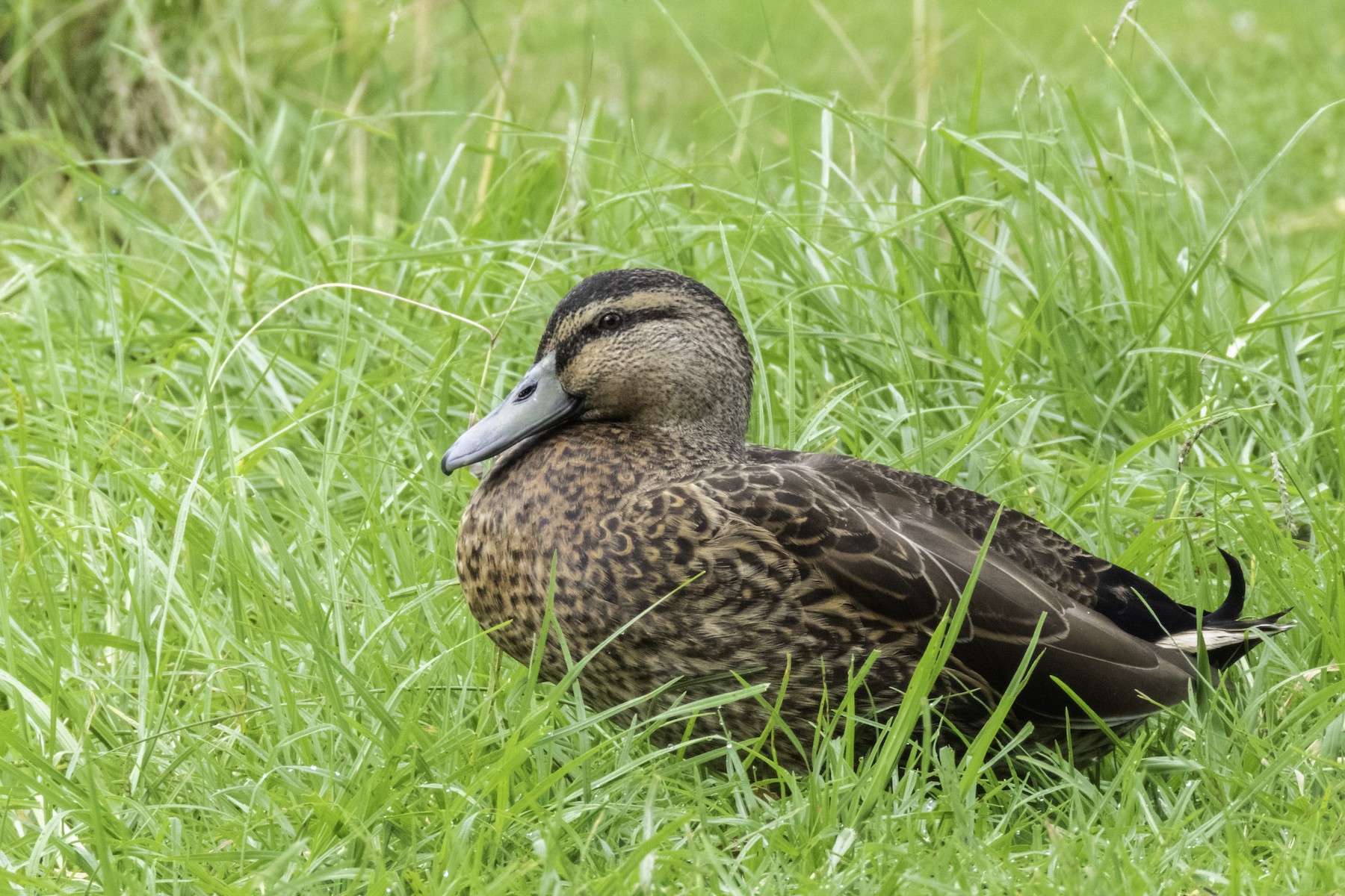 Mallard x Pacific Black Duck (hybrid) - eBird