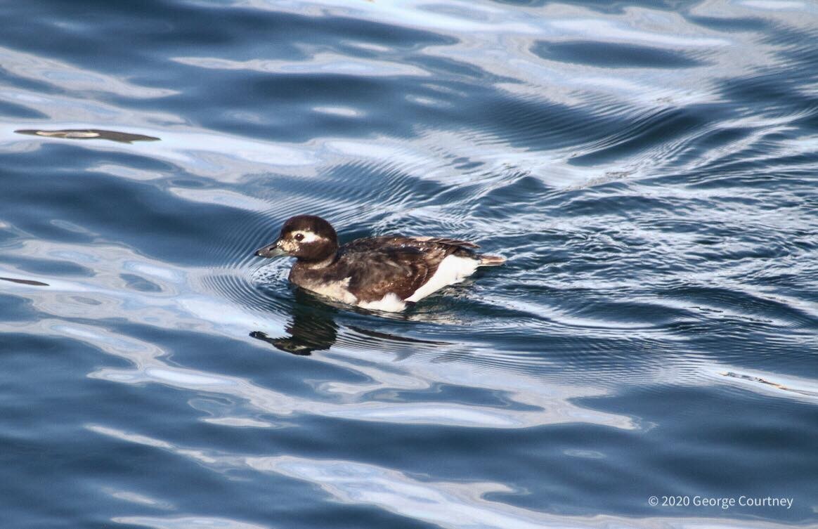 Long-tailed Duck - George C