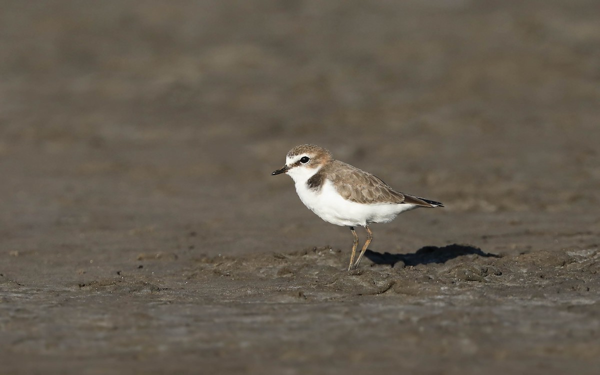 Red-capped Plover - Ged Tranter
