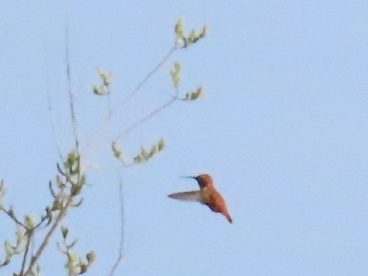 Rufous Hummingbird - Sage P