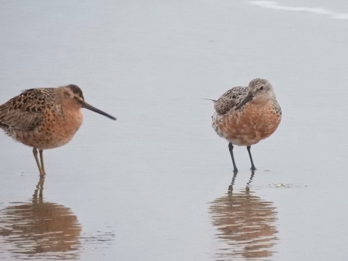 Red Knot - ML224024561