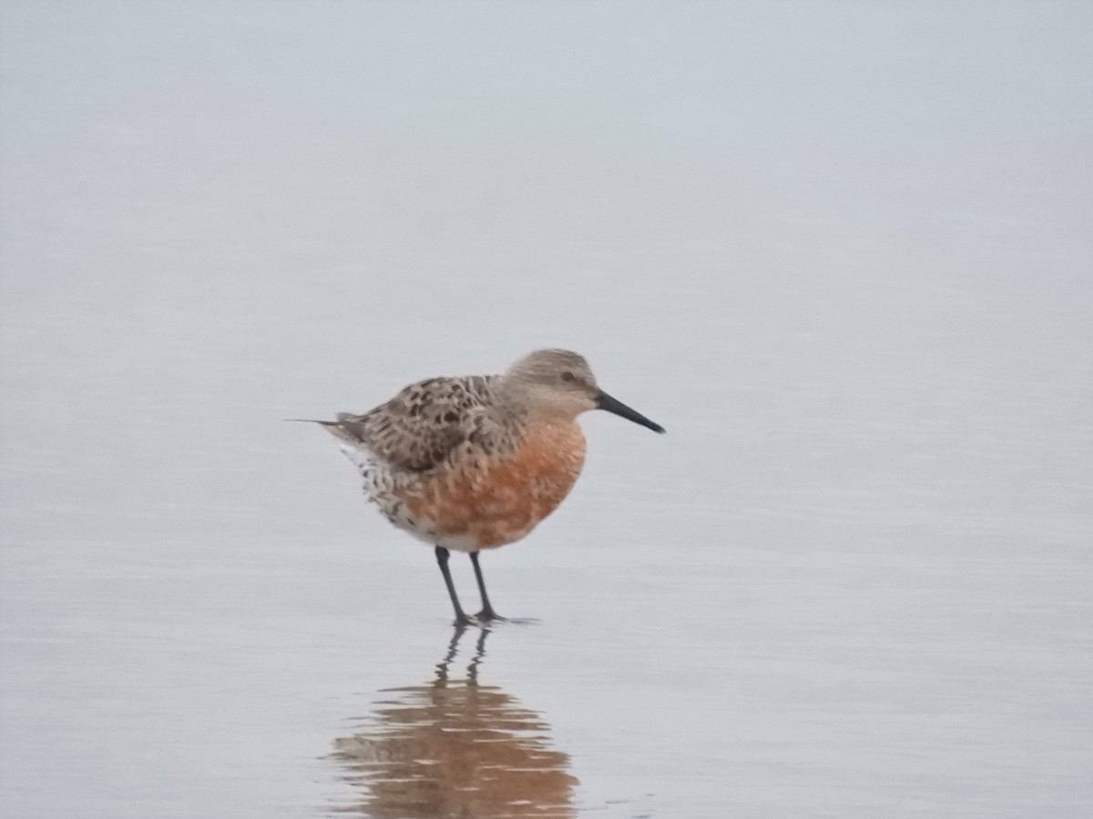 Red Knot - ML224024611