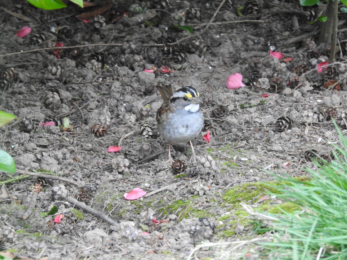White-throated Sparrow - ML224028781