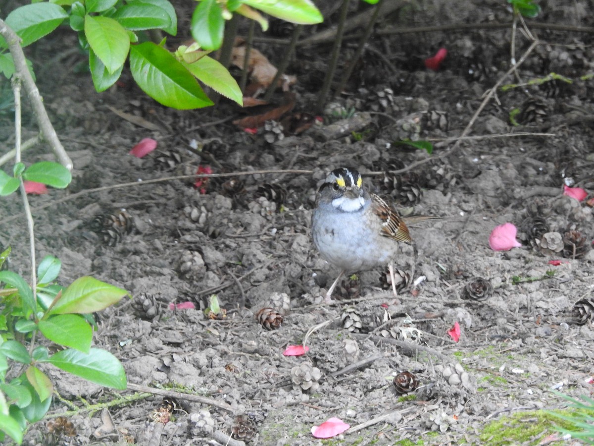White-throated Sparrow - ML224028791