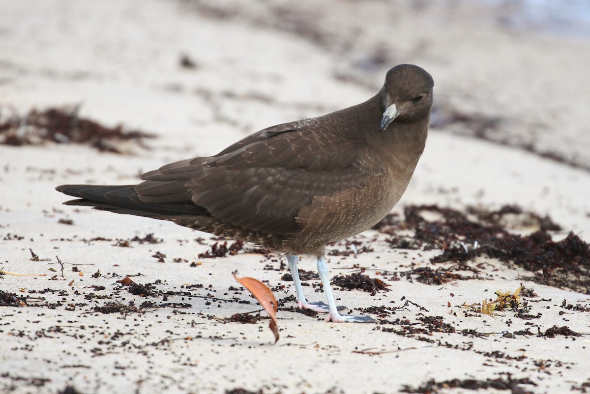 Long-tailed Jaeger - ML224031721