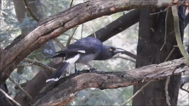 Pied Currawong - ML224039411