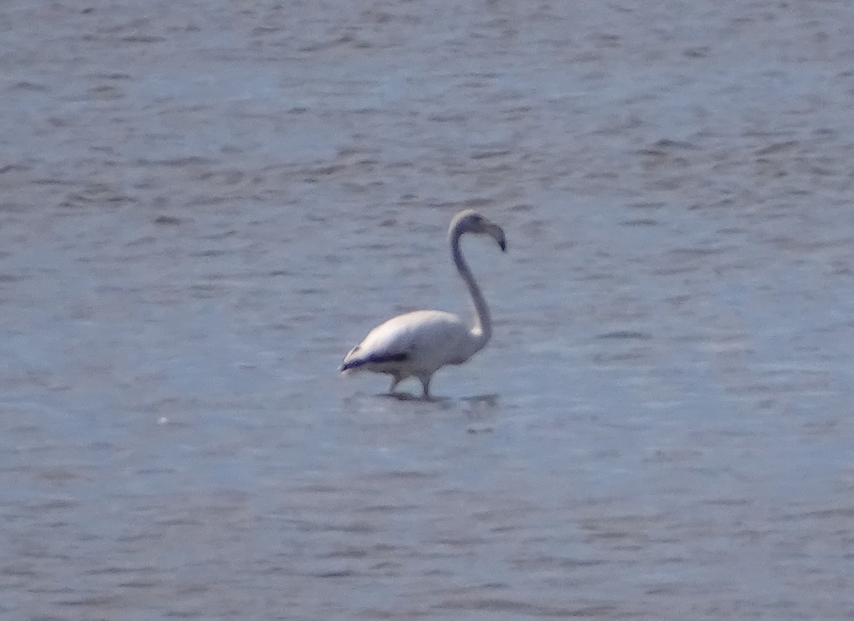 Greater Flamingo - ML224040411