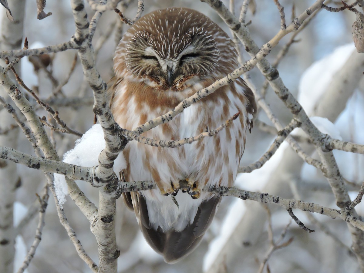 Northern Saw-whet Owl - The Lahaies
