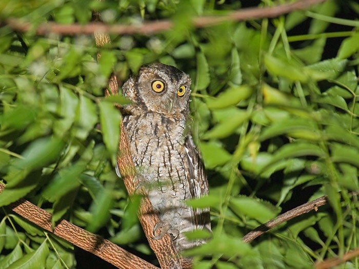 Peruvian Screech-Owl (pacificus) - ML224045331