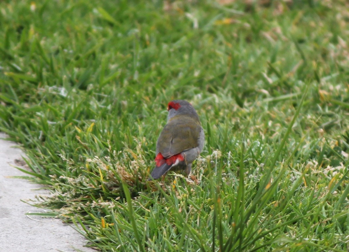 Red-browed Firetail - ML224048071