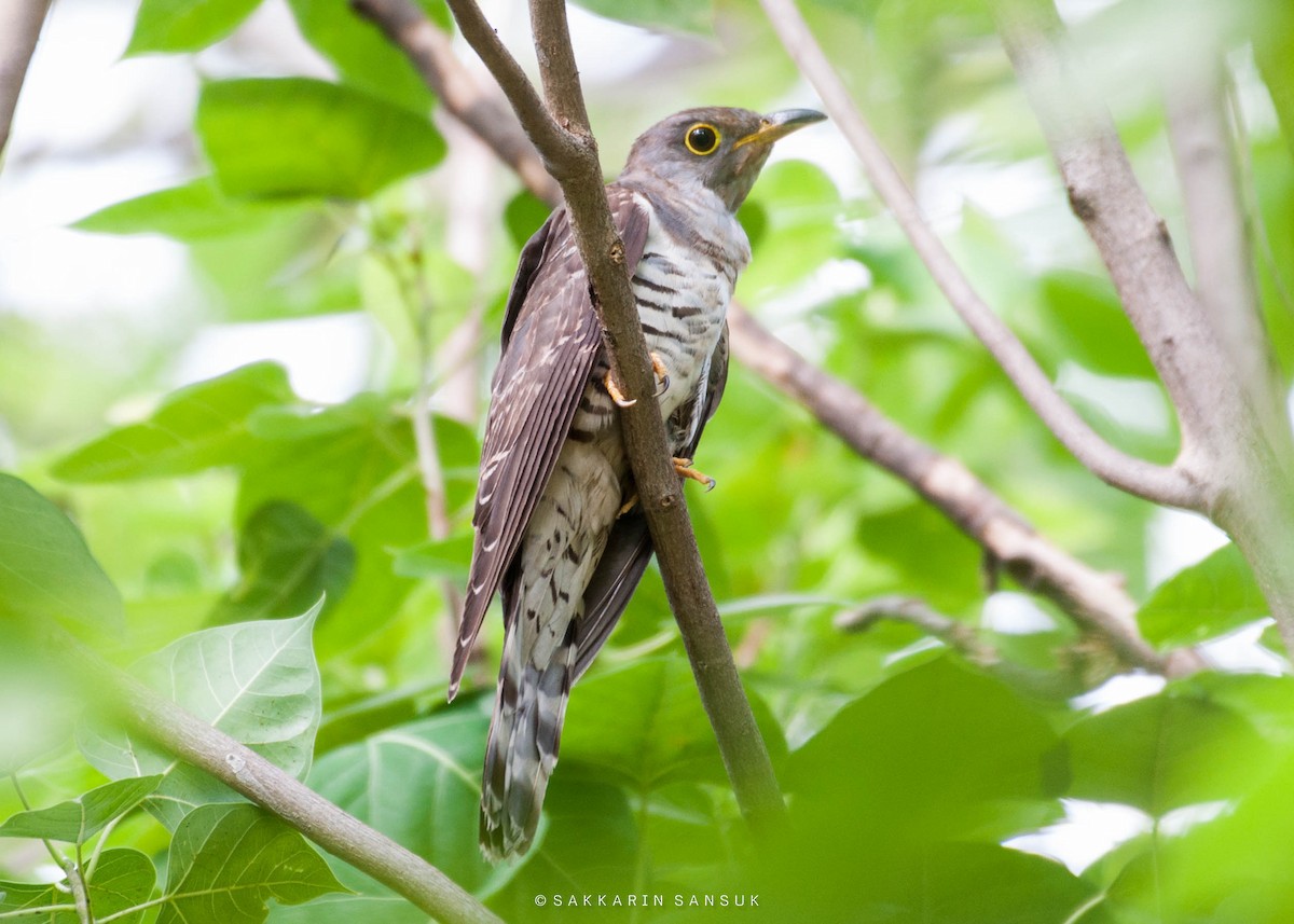 Indian Cuckoo - ML224049361