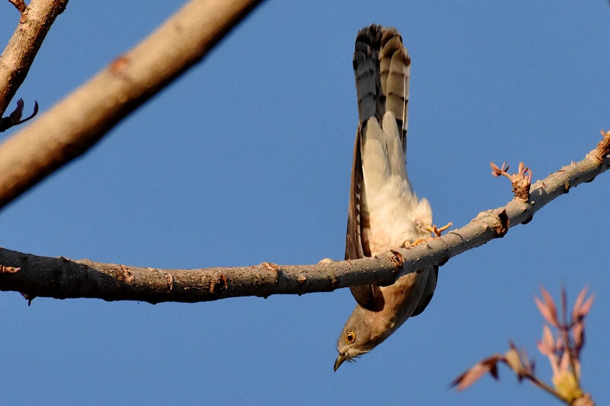 Common Hawk-Cuckoo - Harish Dobhal