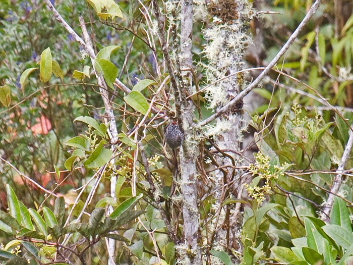 Speckle-chested Piculet - Niall D Perrins
