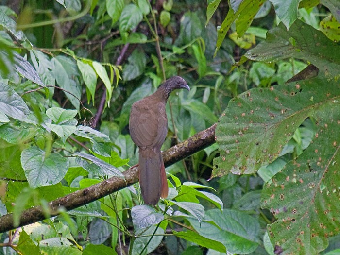Speckled Chachalaca - Niall D Perrins